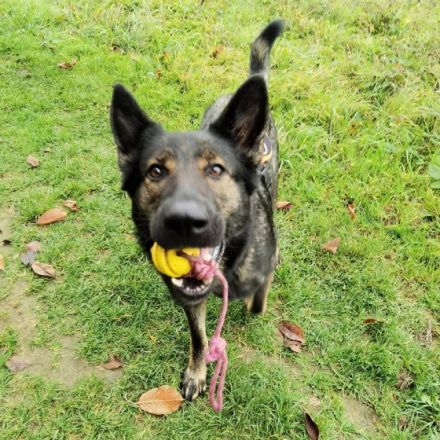 TierischVersorgtHochdrei - Katja Grether