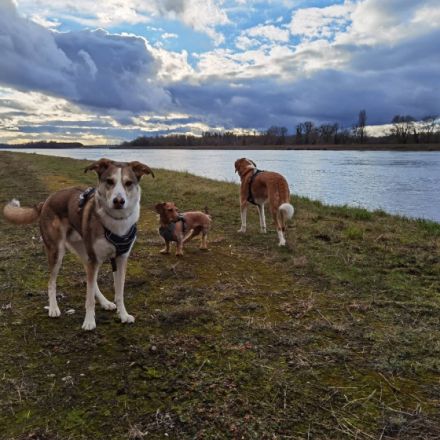 TierischVersorgtHochdrei - Katja Grether