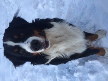 Finley vom Elsässer Mühlgraben