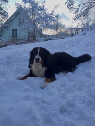 Finley vom Elsässer Mühlgraben