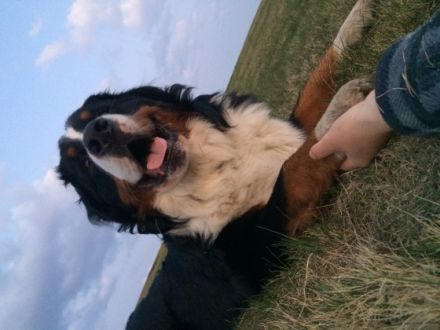 Finley vom Elsässer Mühlgraben