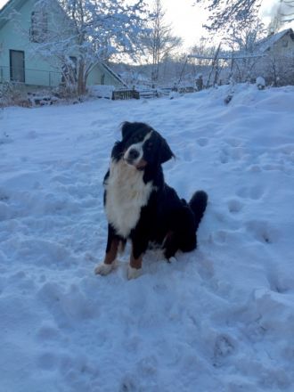 Finley vom Elsässer Mühlgraben