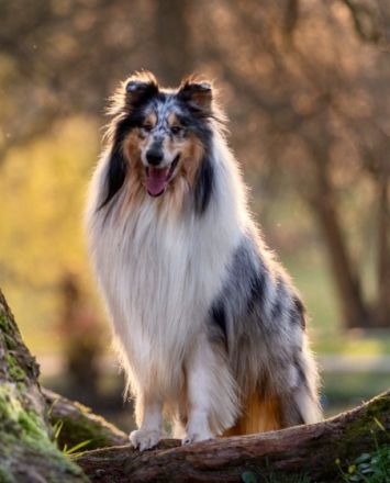 Ch. Androma Atlantic Ocean at Ruf-Clan