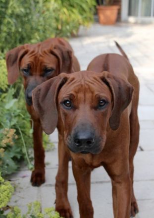 Intern. Champion Georg Earl of Brownridge