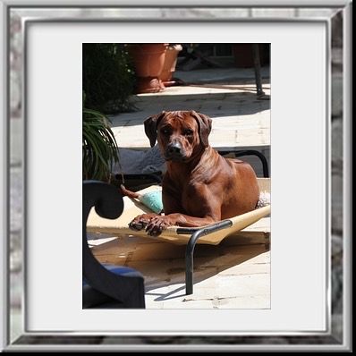 Intern. Champion Georg Earl of Brownridge