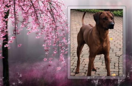 Intern. Champion Georg Earl of Brownridge