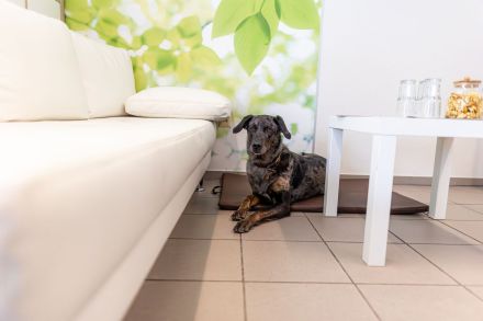 Vitalität im Pott Hundephysiotherapie & Hundeosteopathie Dorsten