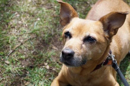 Schnauze, Fell und Pfoten