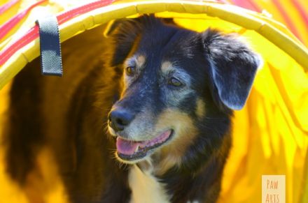 ArtHundWeise Hundeschule