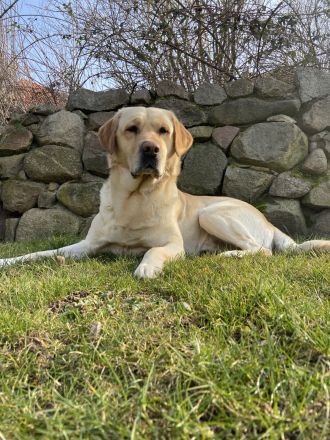 Labrador Retriever Deckrüde