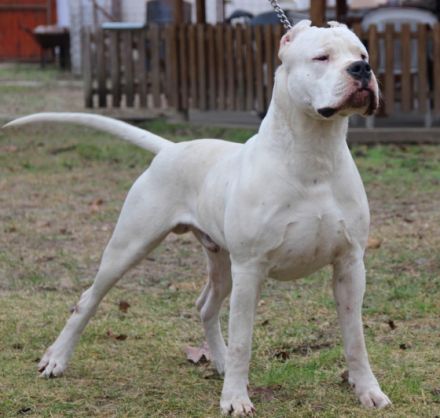 Stallona Los Dulce Angel