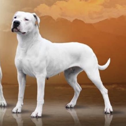 Pandora Gran Chaco of Hungary