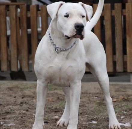 Pandora Gran Chaco of Hungary