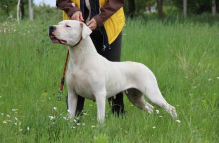 Pandora Gran Chaco of Hungary