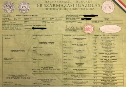 Pandora Gran Chaco of Hungary