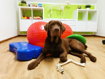 Hundephysiotherapie Elke Harnacke