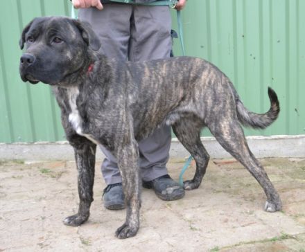 Major - männlich Rasse:Cane Corso Mischling Alter:geb