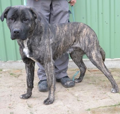 Major - männlich Rasse:Cane Corso Mischling Alter:geb