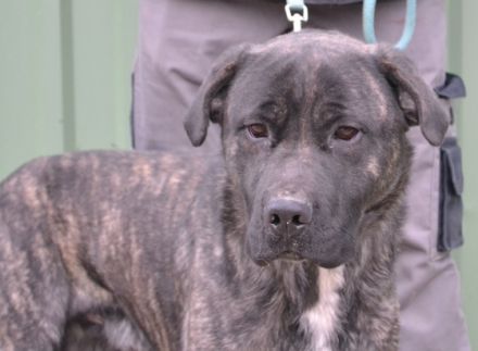 Major - männlich Rasse:Cane Corso Mischling Alter:geb