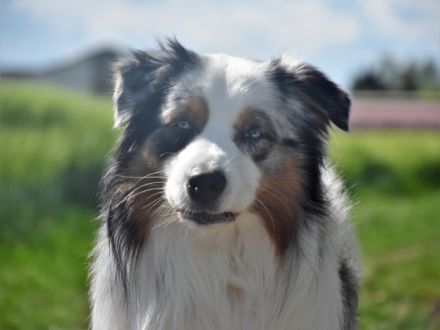 Dreamwalk`s blue magic