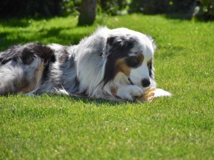 Dreamwalk`s blue magic