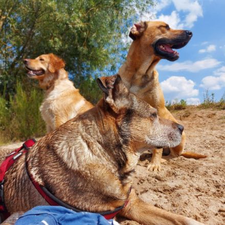 Hundehotel Parkwärter