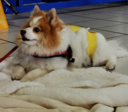 Tellington Touch Seminar (TTouch) - Theorie und Praxis!