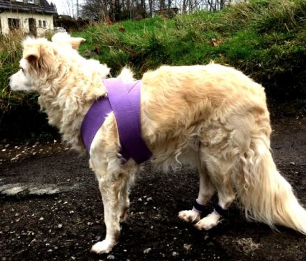 Tellington Touch Seminar (TTouch) - Theorie und Praxis!