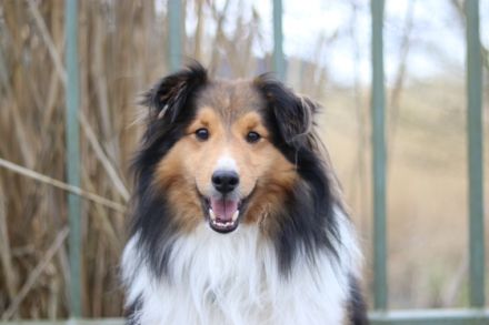 Ilay of Melena´s Dream