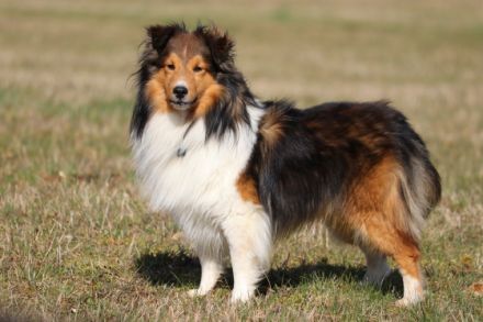 Ilay of Melena´s Dream