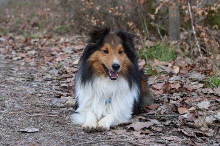 Ilay of Melena´s Dream