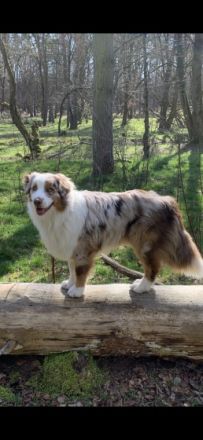 Boris Nash of Gentle Dreams