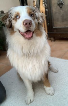 Boris Nash of Gentle Dreams