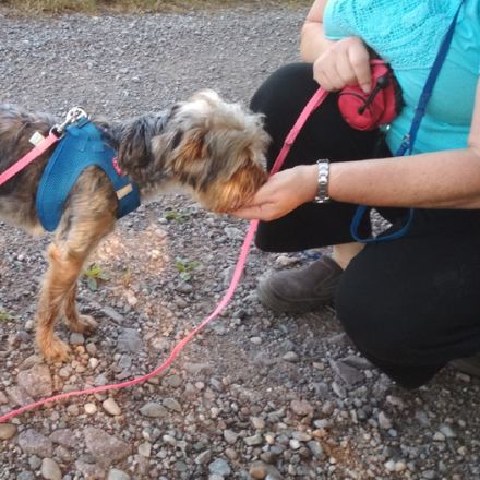 hundgerecht - mit Herz und Verstand