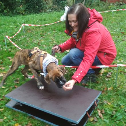 hundgerecht - mit Herz und Verstand