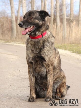 Apollo, Name: APOLLO Aufenthaltsort: Tierheim Slowakei