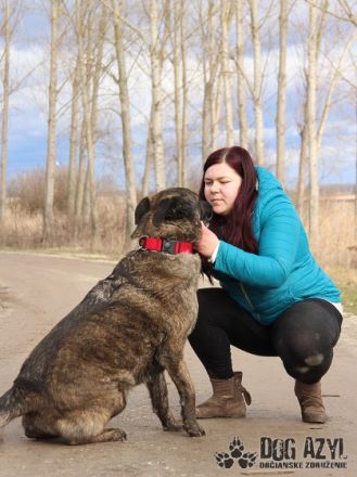 Apollo, Name: APOLLO Aufenthaltsort: Tierheim Slowakei