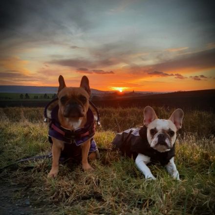 Bullys vom Schloss Buhstein