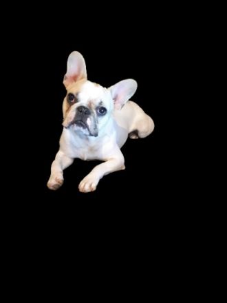 Ajax vom Schloss Buhstein