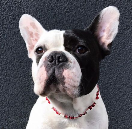 Ajax vom Schloss Buhstein