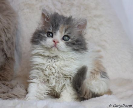 Curly Charm & from Sham