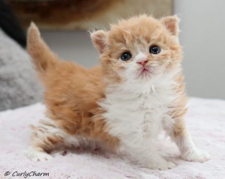 Curly Charm & from Sham