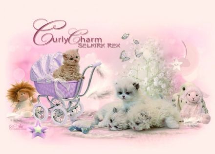 Curly Charm & from Sham