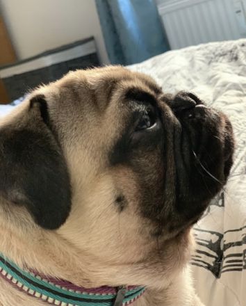 Erfahrener & Freiatmender Mops Deckrüde, nach altdeutschem Bild