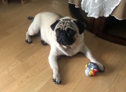 Erfahrener & Freiatmender Mops Deckrüde, nach altdeutschem Bild