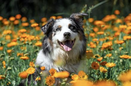 Australian Shepherd Deckrüde blue merle