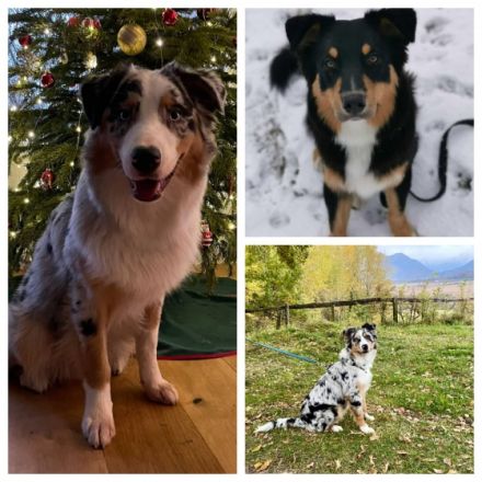 Australian Shepherd Deckrüde blue merle