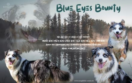 Australian Shepherd Deckrüde blue merle