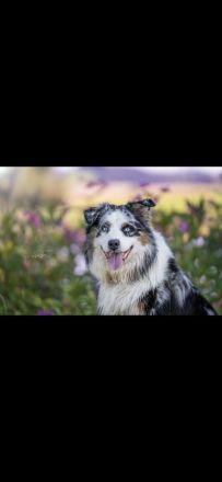 Australian Shepherd Deckrüde blue merle