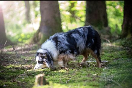Australian Shepherd Deckrüde blue merle
